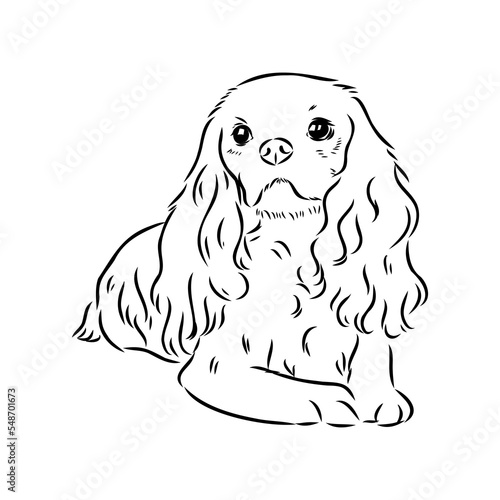 Cavalier King Charles Dog Vector Image Silhouette