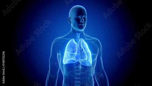3d rendered medical animation of a man's respiratory system during respiration
