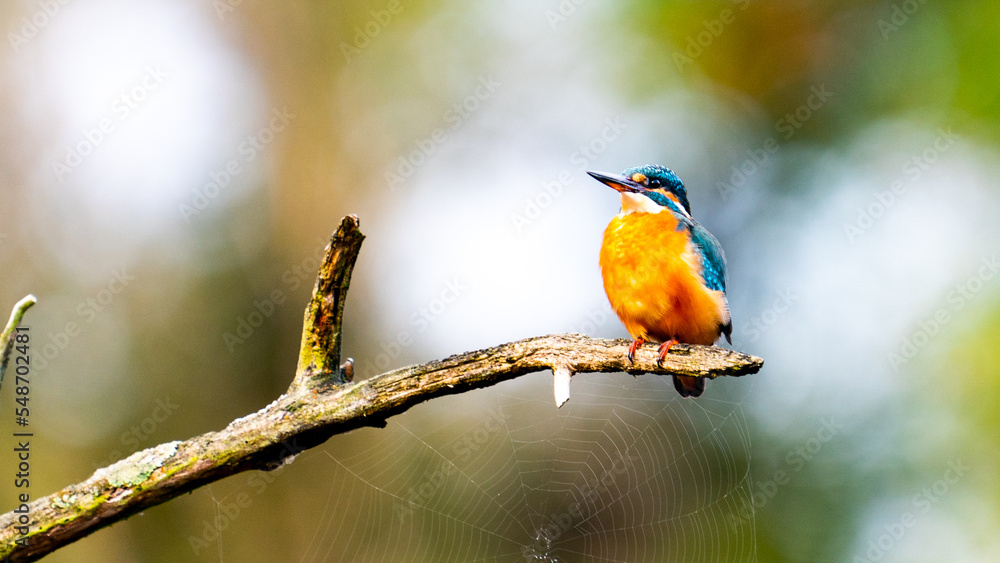 Fototapeta premium Kingfisher on Spidernet