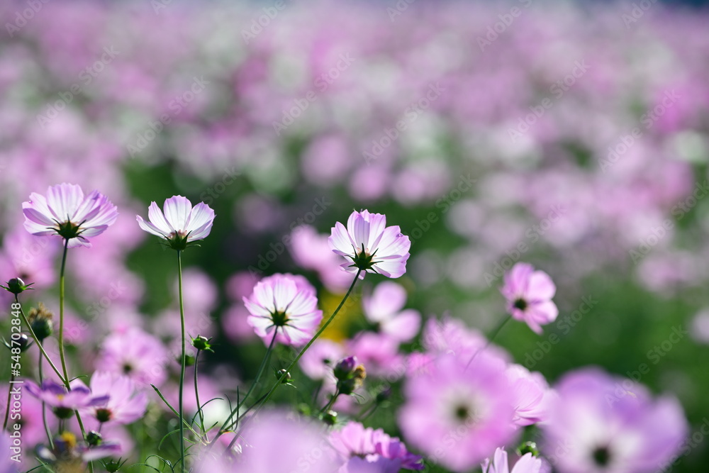 アサギマダラと秋桜