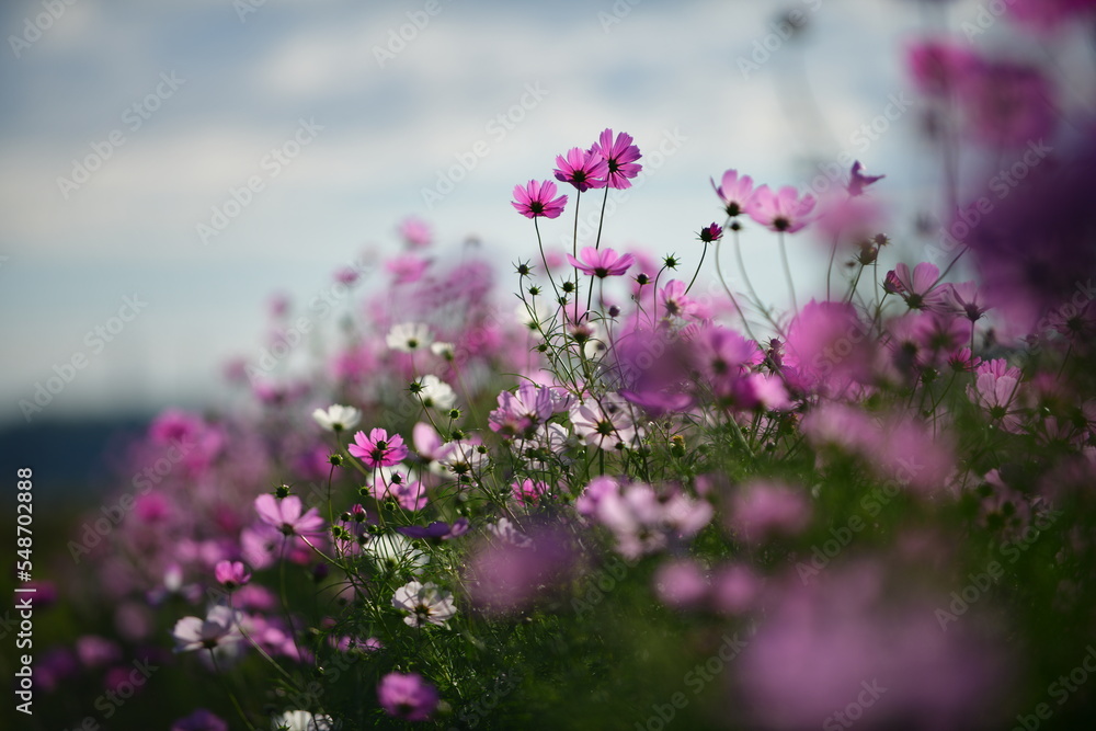 Obraz premium アサギマダラと秋桜