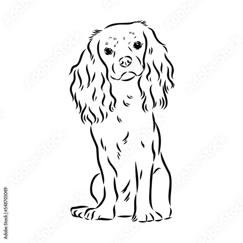 Cavalier King Charles Dog Vector Image Silhouette