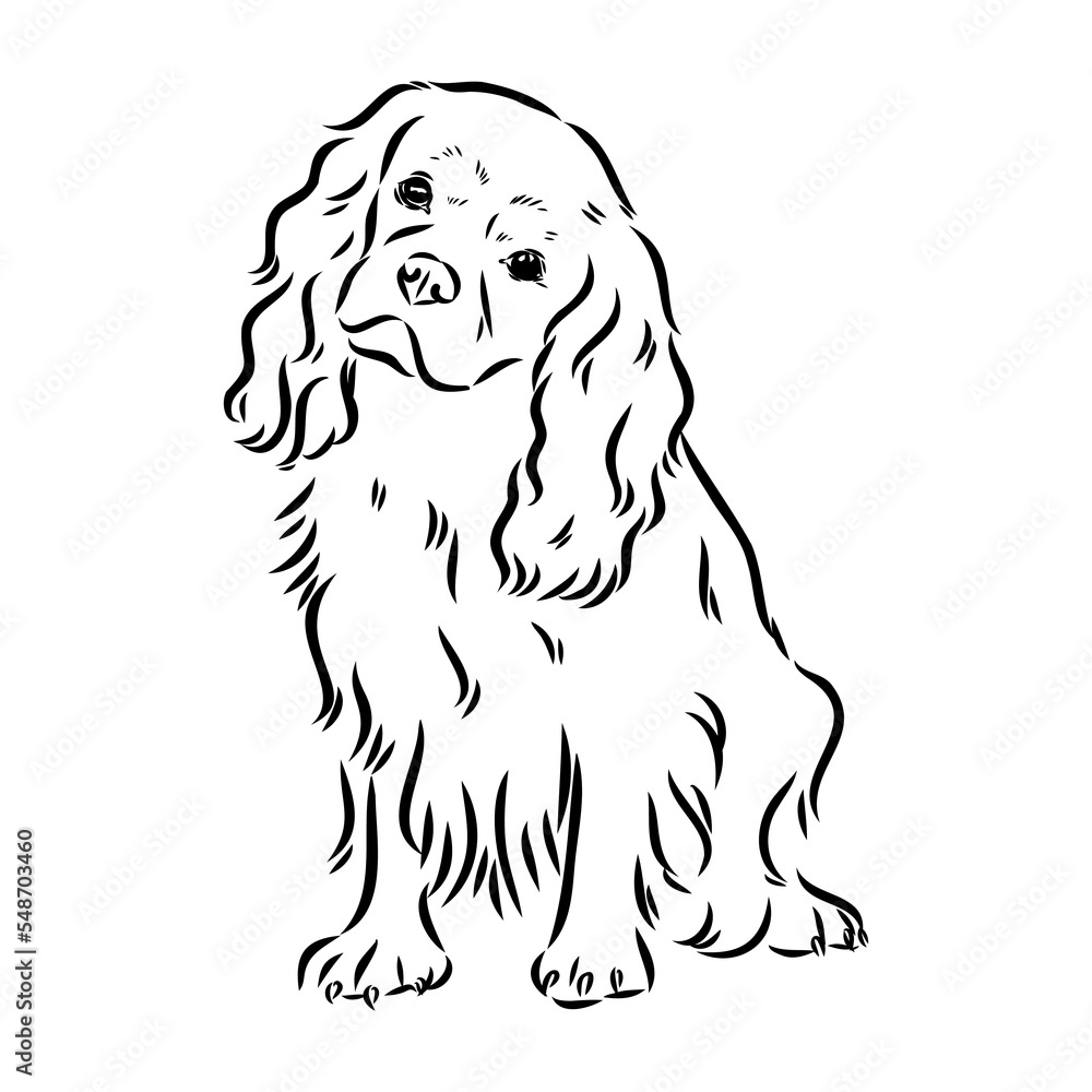 Cavalier King Charles Dog Vector Image Silhouette