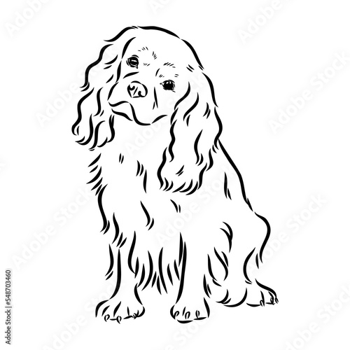 Cavalier King Charles Dog Vector Image Silhouette