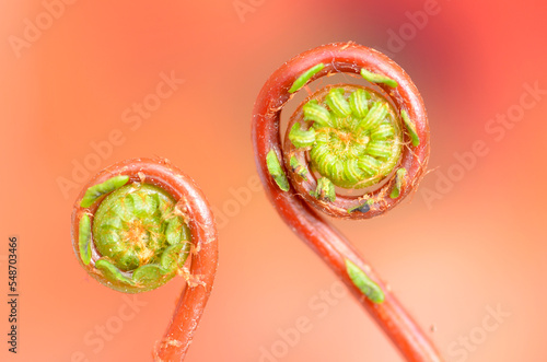 Young fronds of the fern Blechnum spicant on an orange background photo