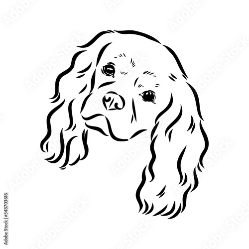 Cavalier King Charles Dog Vector Image Silhouette