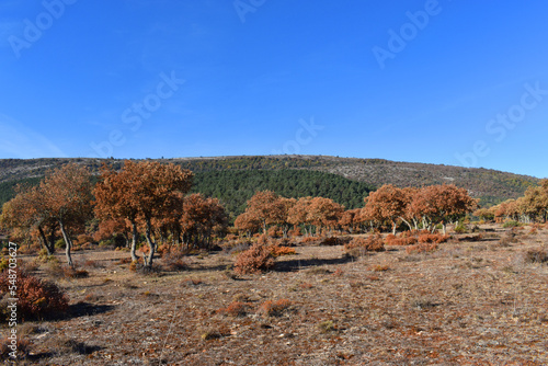 Holm oaks (Quercus ilex) dr...