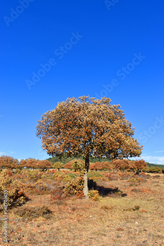 Holm oak (Quercus ilex) dry...