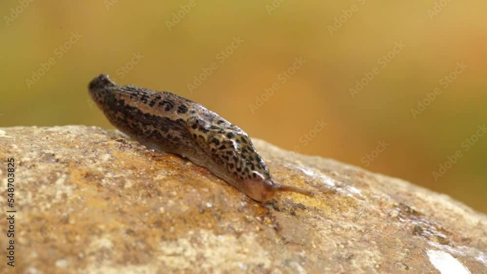 tiger slug crawls over a rock in an autumn forest in the Harz Mountains tiger slug crawls over a rock in an autumn forest in the Harz Mountains