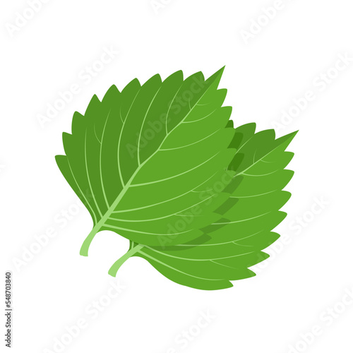Vector illustration, green shiso leaf, or Perilla frutescens, isolated on white background.
