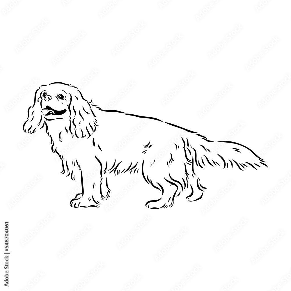 Cavalier King Charles Dog Vector Image Silhouette Cavalier King Charles Dog Vector Image Silhouette