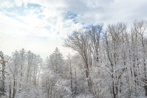 Wallpaper Mural Landscape of winter forest covered by snow. Torontodigital.ca