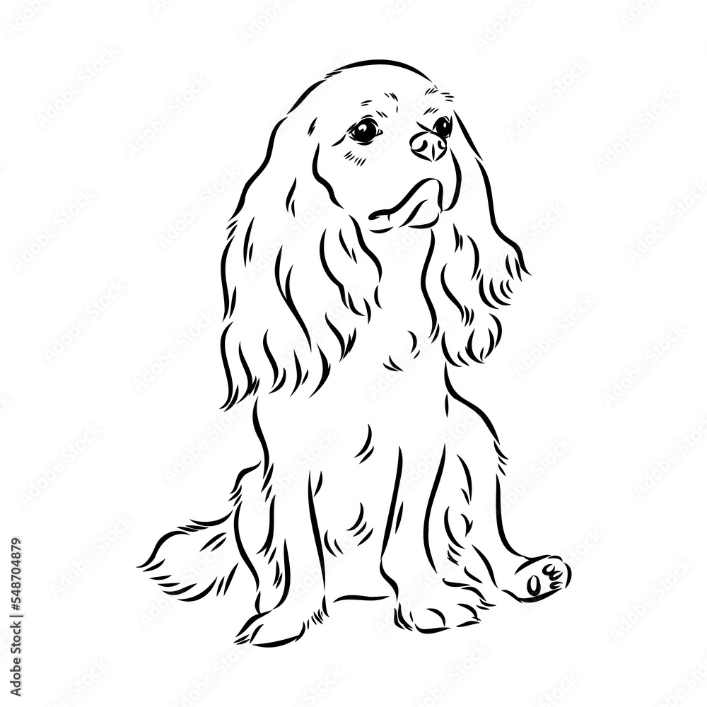 Cavalier King Charles Dog Vector Image Silhouette Cavalier King Charles Dog Vector Image Silhouette