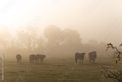 Cows grazing on autumn morning pasture. Foggy mood, colorful warm light. © Sergey Fedoskin