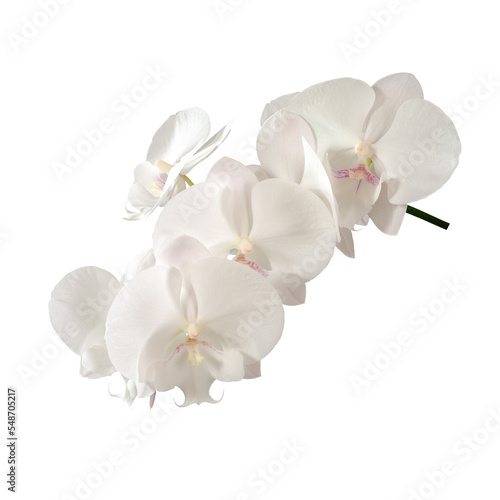 Delicate white orchid isolated on white background. Close-up.