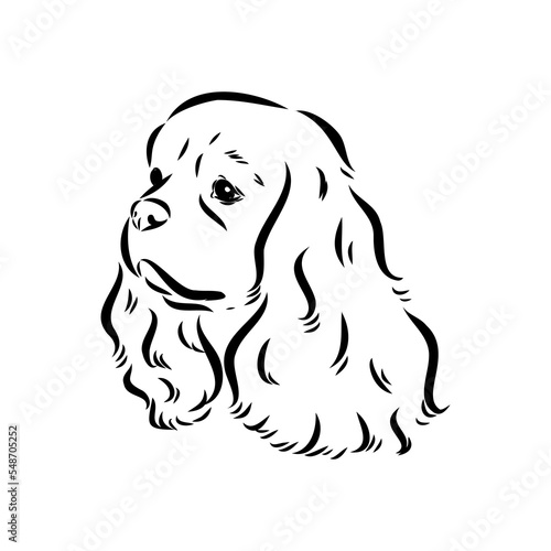Cavalier King Charles Dog Vector Image Silhouette