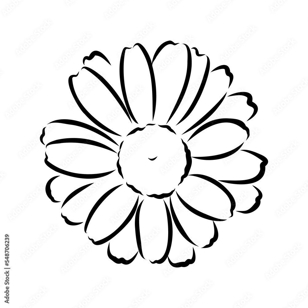 Daisy flower line art drawing. Vector hand drawn engraved illustration. Wild Chamomile black ink sketch. Wild botanical garden bloom. Great for tea packaging, label, icon, greeting cards, decor Daisy flower line art drawing. Vector hand drawn engraved illustration. Wild Chamomile black ink sketch. Wild botanical garden bloom. Great for tea packaging, label, icon, greeting cards, decor