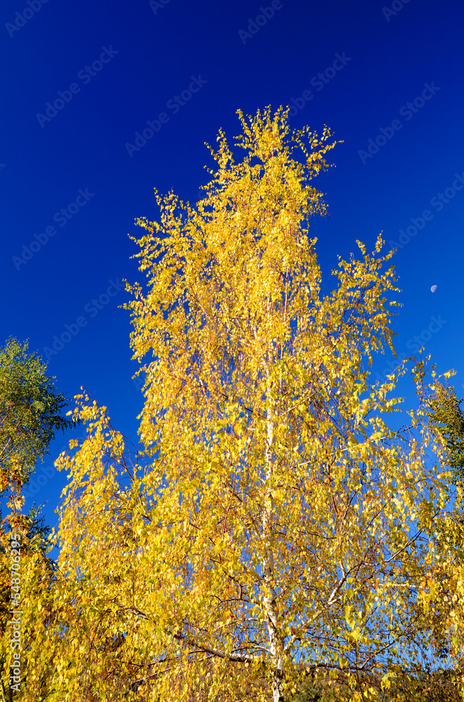 The silver birch (Betula alba) with fall foliage