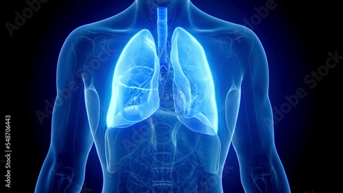 3d rendered medical animation of a man's lungs during respiration