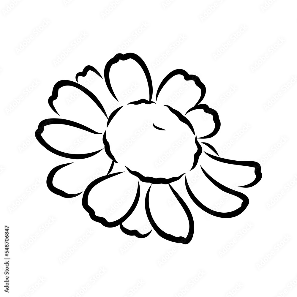 Fototapeta premium Daisy flower line art drawing. Vector hand drawn engraved illustration. Wild Chamomile black ink sketch. Wild botanical garden bloom. Great for tea packaging, label, icon, greeting cards, decor