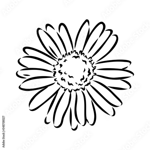 Daisy flower line art drawing. Vector hand drawn engraved illustration. Wild Chamomile black ink sketch. Wild botanical garden bloom. Great for tea packaging, label, icon, greeting cards, decor