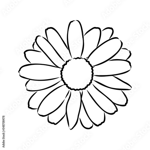 Daisy flower line art drawing. Vector hand drawn engraved illustration. Wild Chamomile black ink sketch. Wild botanical garden bloom. Great for tea packaging, label, icon, greeting cards, decor