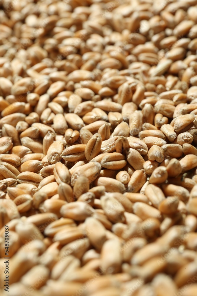 Many wheat grains as background, closeup view Many wheat grains as background, closeup view