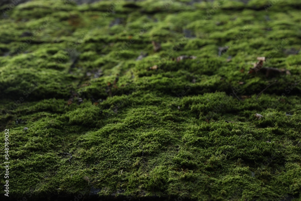 Roof covered with green moss as background, closeup Roof covered with green moss as background, closeup