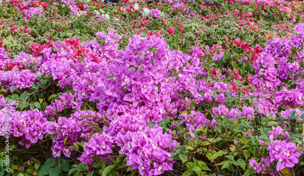 Beautiful purple bougainvillea in the garden