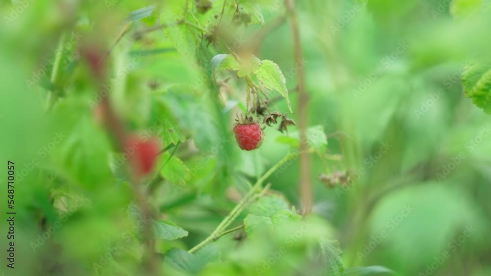 Ripe organic raspberries harvest grow on farm plantation. Selective focus Ripe organic raspberries harvest grow on farm plantation. Selective focus