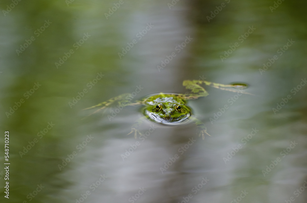 PRINCE GREEN FROG - A cute amphibian swimming in a pool of water PRINCE GREEN FROG - A cute amphibian swimming in a pool of water