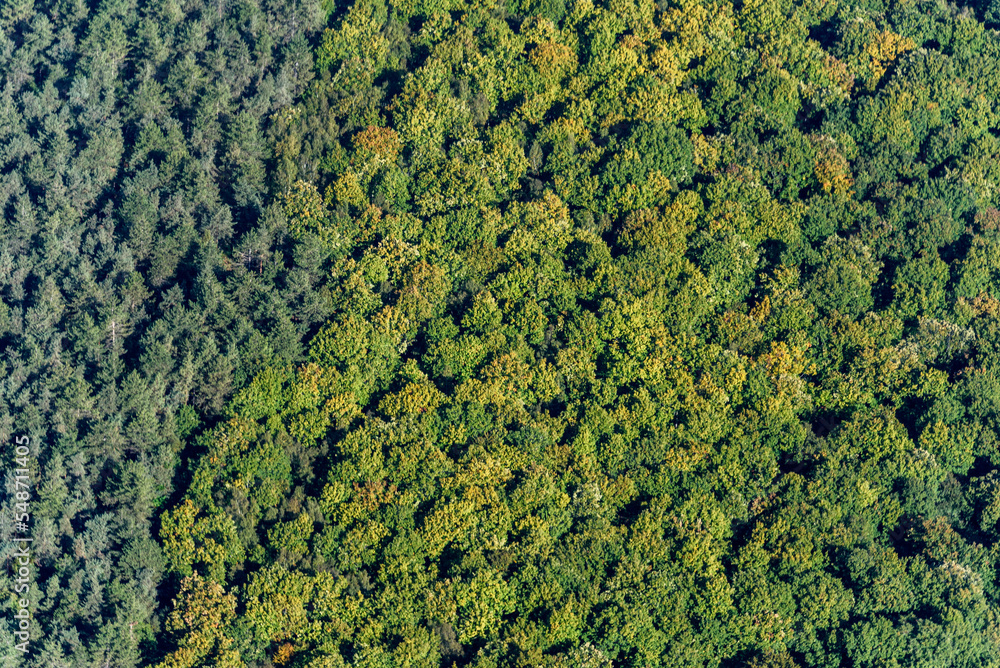 vue aérienne de la forêt à l'automne dans l'Eure en France