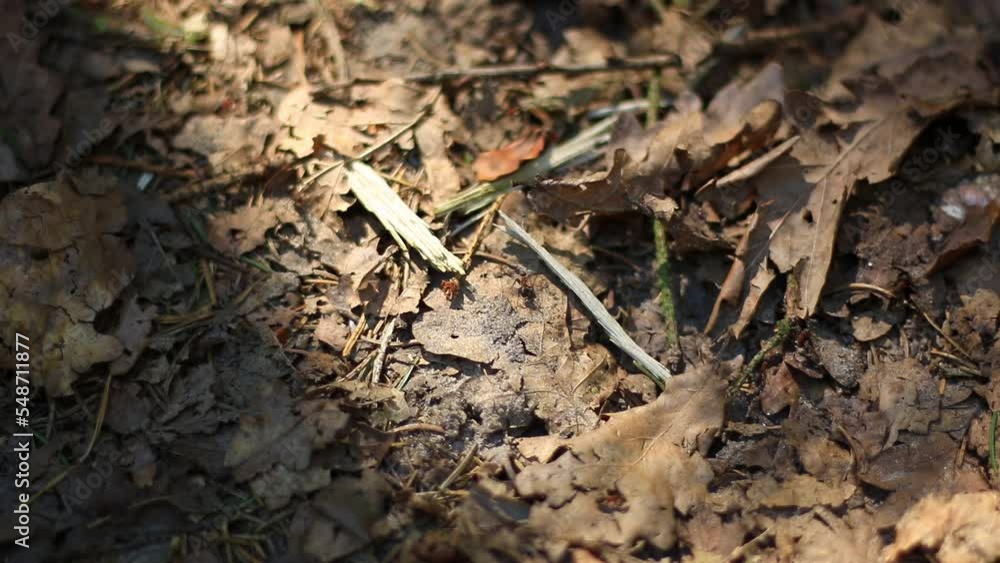 Ants walking across a forest floor - close-up
Ants walking across a forest floor - close-up
