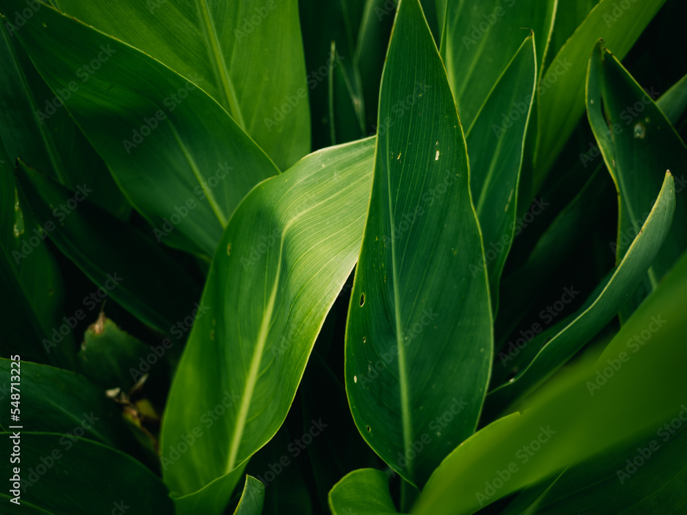 green leaves background green leaves background