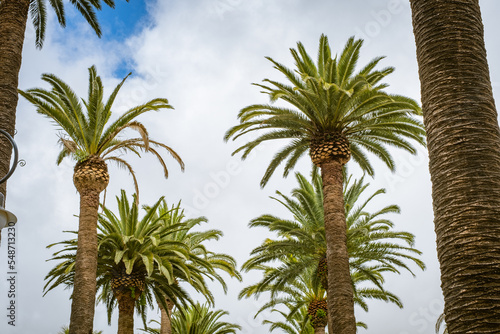 Group of eight palm trees, on a background of big white clouds and blue sky, one autumn morning. Tenerife, Canary Islands, Spain