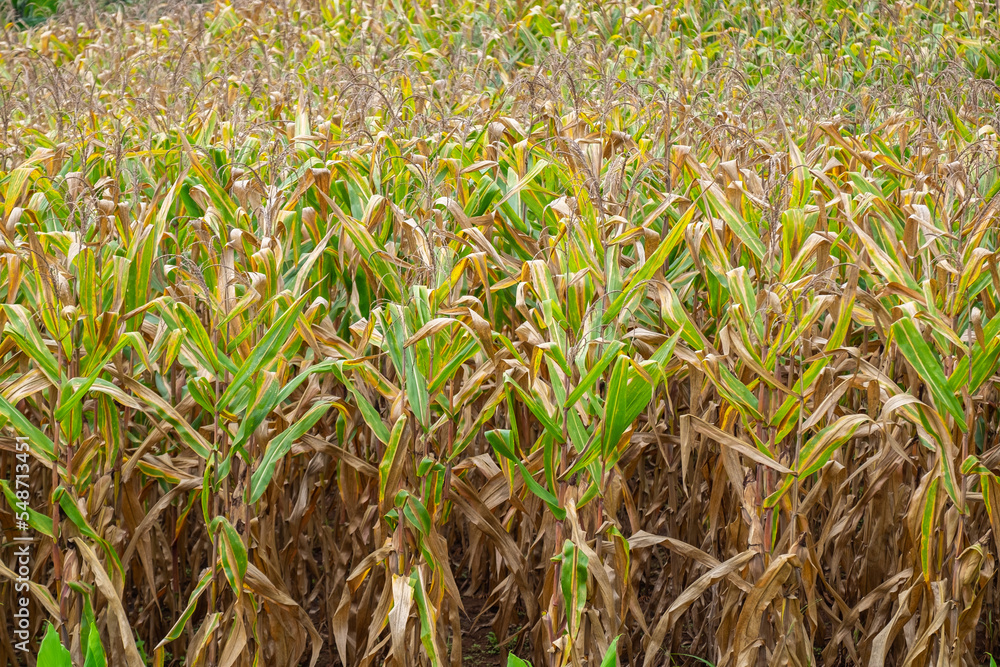Obraz premium Fresh Corns Cob in an Organic Corn Field in the Morning