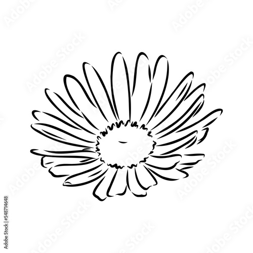 Daisy flower line art drawing. Vector hand drawn engraved illustration. Wild Chamomile black ink sketch. Wild botanical garden bloom. Great for tea packaging, label, icon, greeting cards, decor