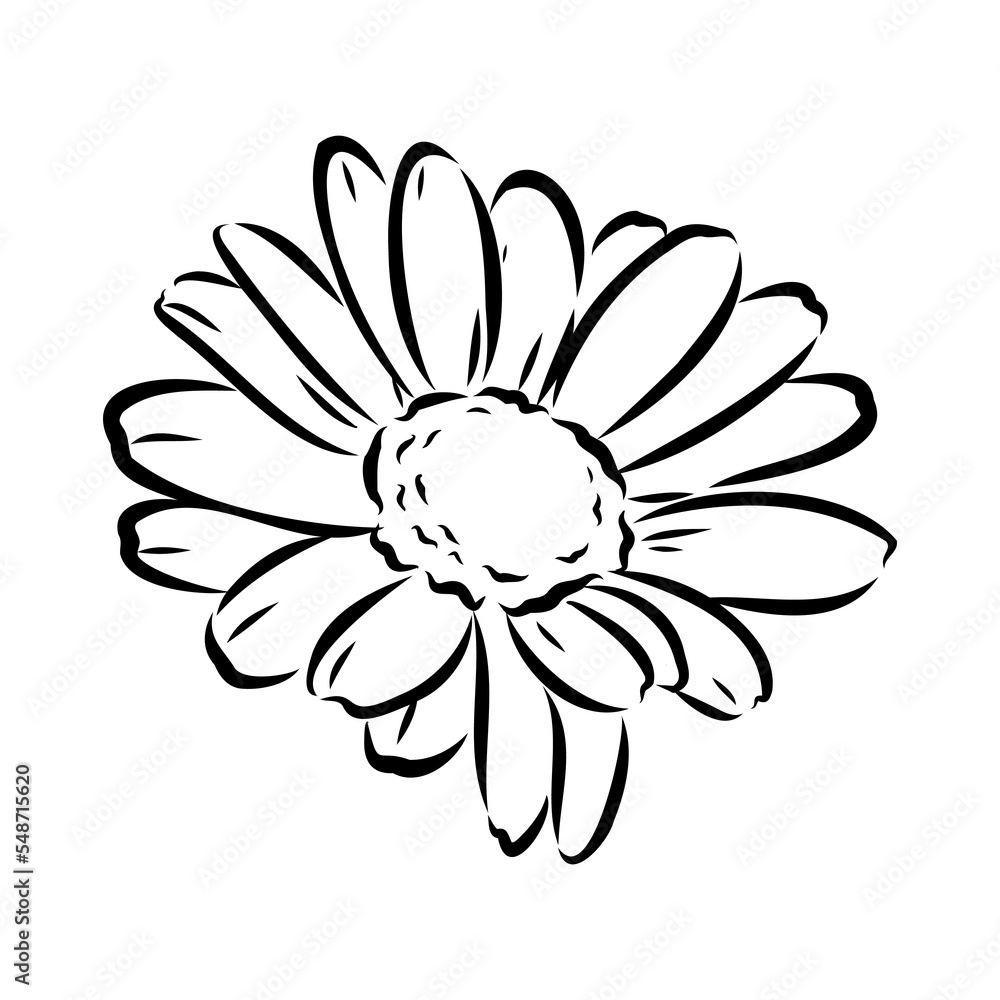 Daisy flower line art drawing. Vector hand drawn engraved illustration. Wild Chamomile black ink sketch. Wild botanical garden bloom. Great for tea packaging, label, icon, greeting cards, decor Daisy flower line art drawing. Vector hand drawn engraved illustration. Wild Chamomile black ink sketch. Wild botanical garden bloom. Great for tea packaging, label, icon, greeting cards, decor