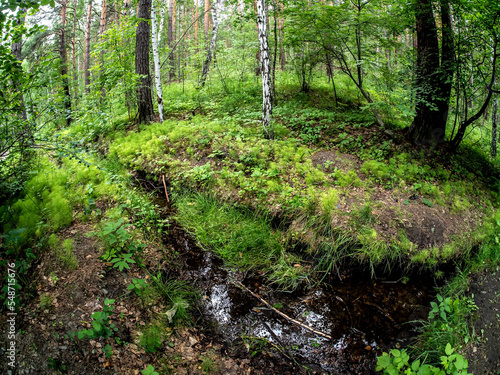 a small forest stream in summer in a mixed forest © petrovval