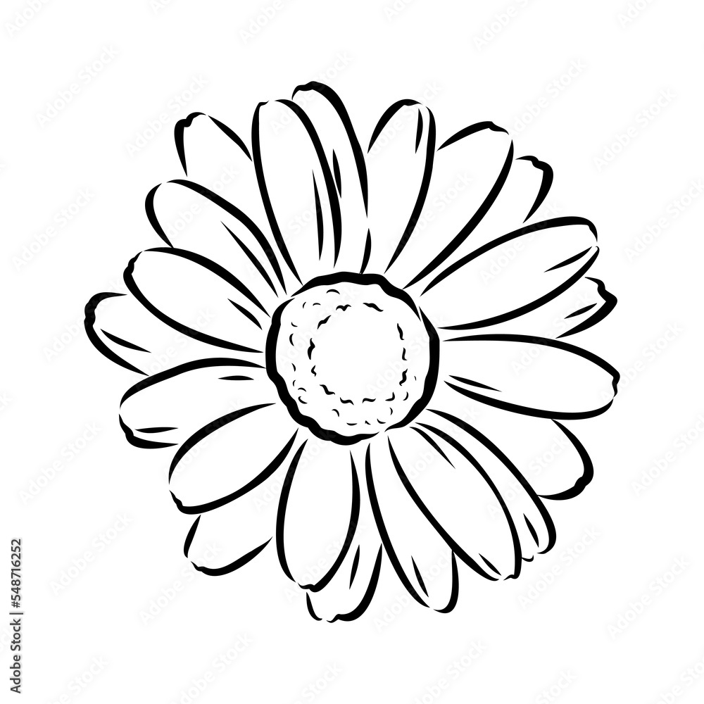 Daisy flower line art drawing. Vector hand drawn engraved illustration. Wild Chamomile black ink sketch. Wild botanical garden bloom. Great for tea packaging, label, icon, greeting cards, decor Daisy flower line art drawing. Vector hand drawn engraved illustration. Wild Chamomile black ink sketch. Wild botanical garden bloom. Great for tea packaging, label, icon, greeting cards, decor