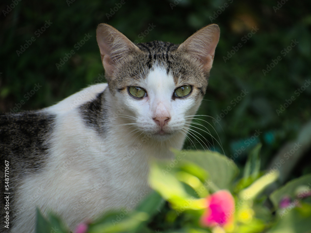 Portrait of a pet cat in backyard garden