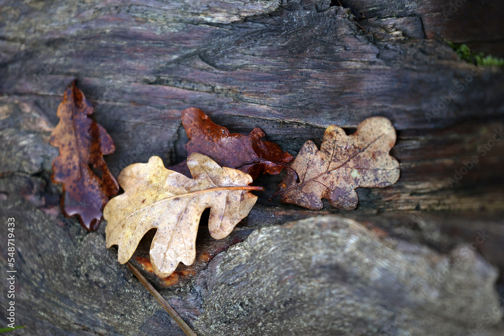 Herbstlaub, Eiche Herbstlaub, Eiche