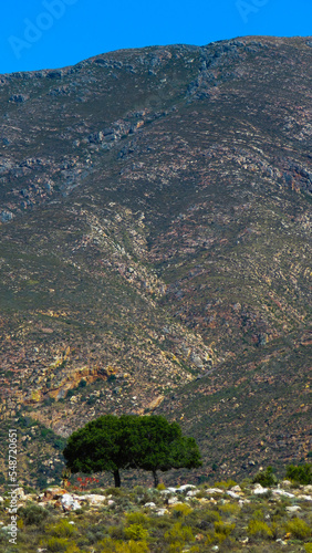 Isolated lone tree at the foot of the Swartberg Mountains, near Toorwater, Western Cape. photo