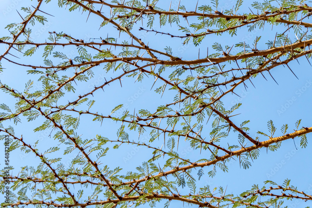 Acacia tree branches with thorns and young green leaves close-up