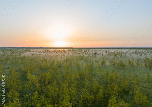 Foggy sunrise on Swamp. Mire at dawn in fog. Morning mist haze in forest bog with fir and pine trees. Sunny morning scene on marsh in misty. Misty landscape Swamp. Sunny foggy on Marshland with forest