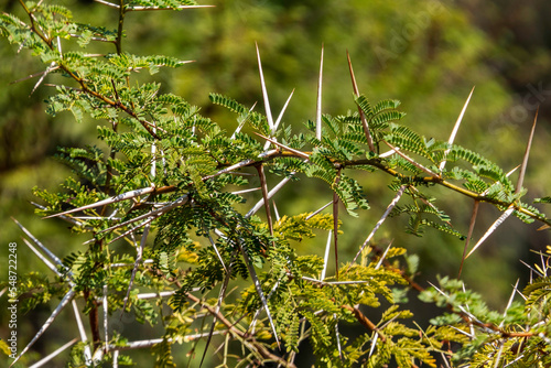 Acacia tree branches with thorns and young green leaves close-up