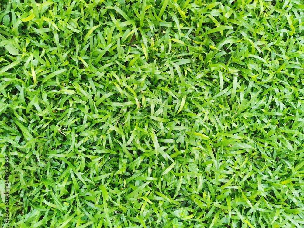 Green grass background in rainny day, green grass grows along the sidewalk Green grass background in rainny day, green grass grows along the sidewalk