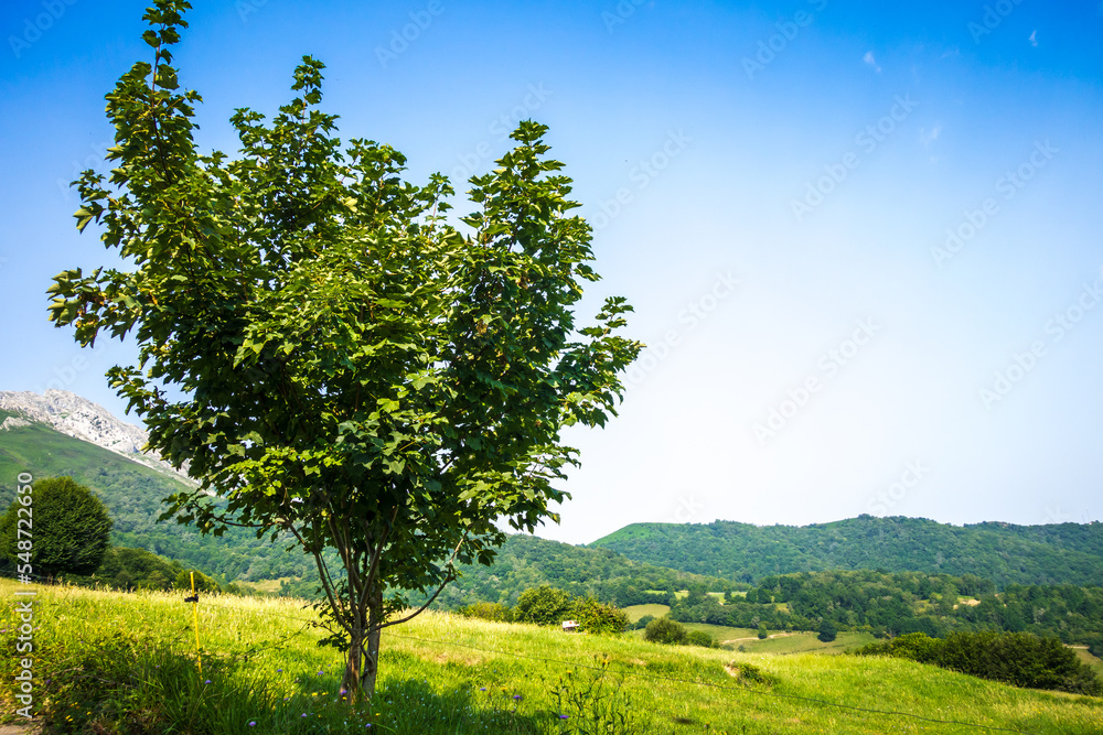 Tree in a field in Picos de Europa, Asturias, Spain