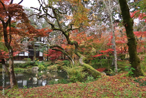 Autumn in Kyoto   Hojyo-chi Pond and Toshokan Library in the precincts of Zenrin-ji Temple in Japan                                                                                        