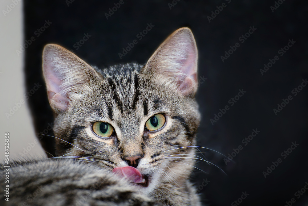 A gray tabby kitten stuck out its pink tongue.